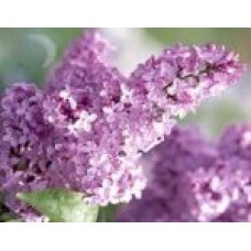 LILAC Soap